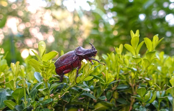 Coléoptère du rhinocéros rampant sur les feuilles un jour d'été — Photo