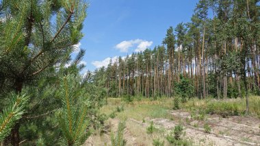 Çam ormanında bir glade 