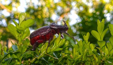 Gergedan böceği Yakın çekim