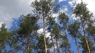 Gökyüzüne uzanan çamların tepesi