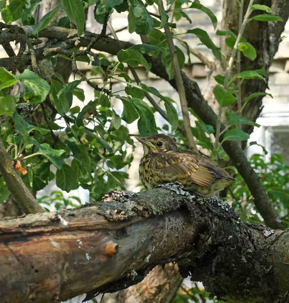 Petite grive poussin assis sur une branche — Photo