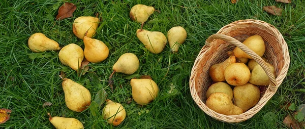 Harvesting pears. Yellow pears on the grass and in the basket.