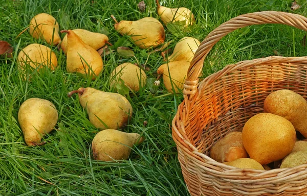 Basket and yellow pears on green grass — Stock Photo, Image