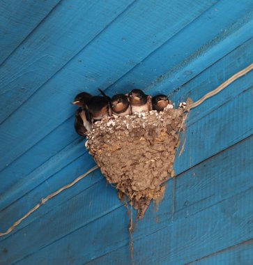 A large friendly family of swallows is sitting in a nest. clipart