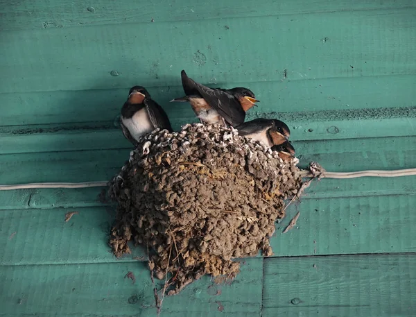 Un nido con pequeñas golondrinas bajo un techo de madera — Foto de Stock