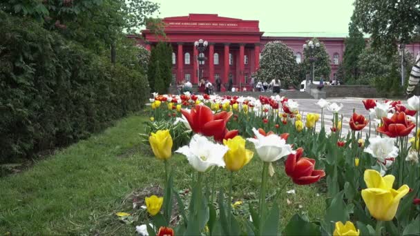 Construyendo la Universidad de Kiev en un día de primavera — Vídeo de stock