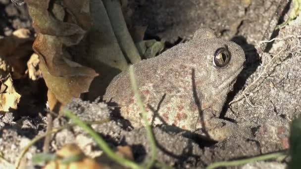 Grijze pad graven in de grond — Stockvideo