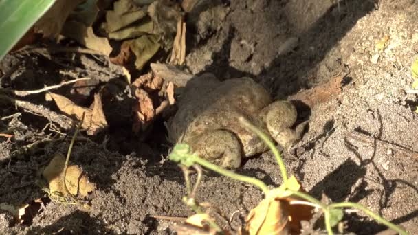 Sapo de tierra se mueve en el suelo — Vídeos de Stock