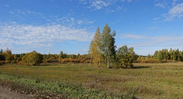 Ruská krajina s břízami stojící na poli — Stock fotografie