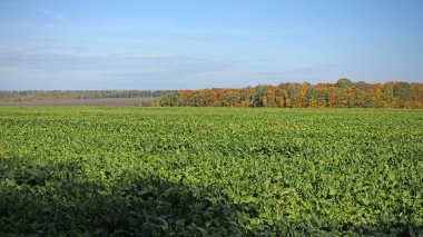 Şeker pancarı yetiştiren bir tarla.