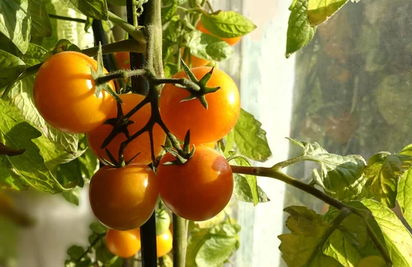 Indoor orange tomatoes lit by the sun