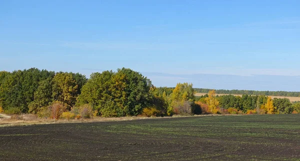 Árvores de outono perto de um campo arado — Fotografia de Stock