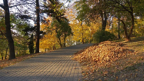 Золота осінь в парку — стокове фото