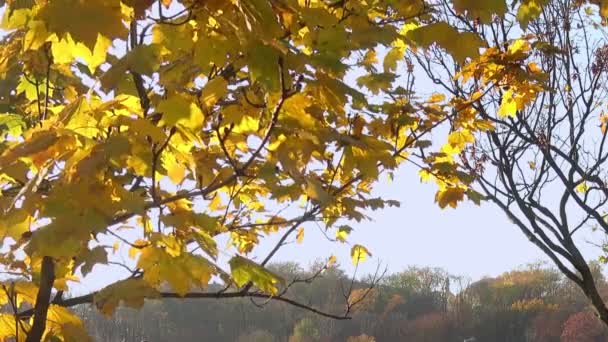 Осіннє жовте кленове листя на небі в сонячний день . — стокове відео