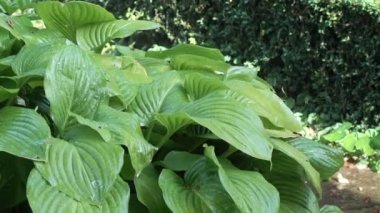 Güneşli havada yağmur yağar