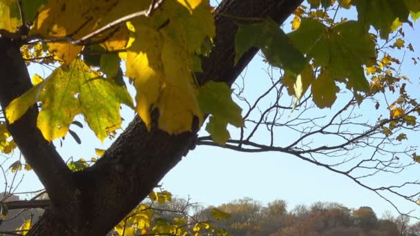 Vista de otoño de un árbol de otoño — Vídeos de Stock