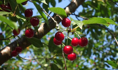 Kiraz bahçesindeki ağaçta sallanan olgun kirazlar.