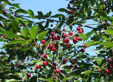 Kiraz bahçesindeki ağaçtaki kirazlar