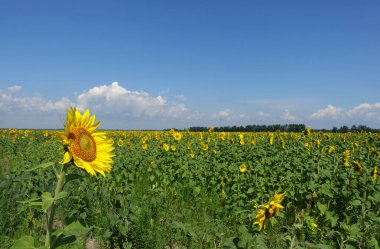 Güneşli bir günde tarlanın arka planında bir ayçiçeği