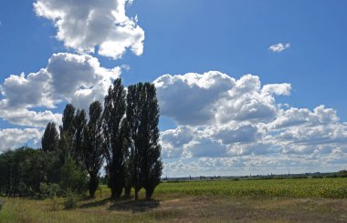 Güneşli bir günde bulutlu bir gökyüzünün arka planında kavak