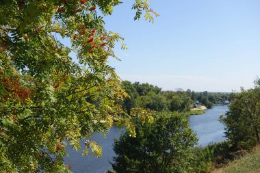 Nehirli bir manzaranın arka planında Rowan ağacı