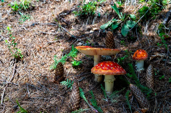 Fungo Amanita Muscaria Comunemente Noto Come Mosca Agarica Mosca Amanita — Foto Stock