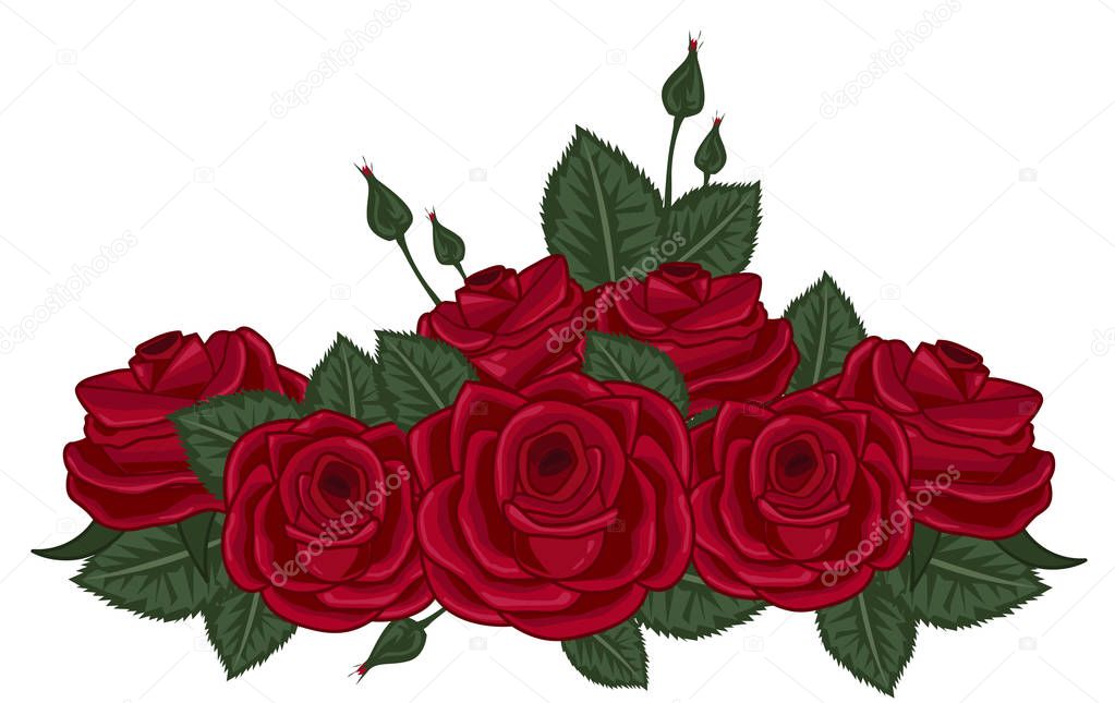 red roses vector illustration on white