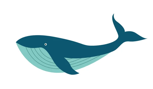 흰긴수염고래의 삽화 — 스톡 벡터