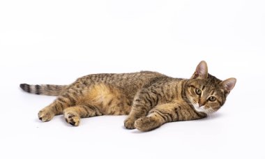 Beyaz bir arka plan üzerinde güzel yavru kedi yalan