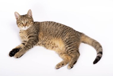 Beyaz bir arka plan üzerinde güzel yavru kedi yalan