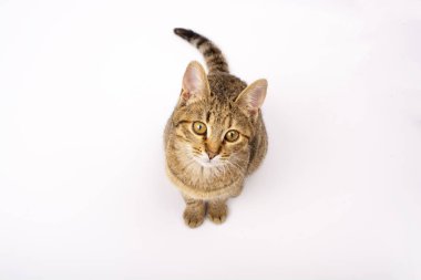 belgili tanımlık yavru kedi beyaz bir arka plan üzerinde oturuyor