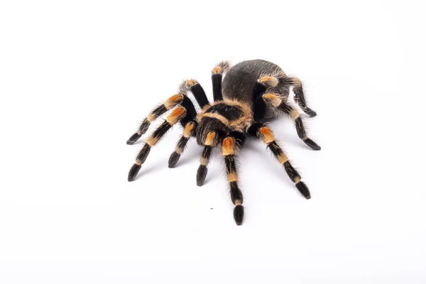 Spider Tarantula Brachipelma Smithi Белом Фоне — стоковое фото