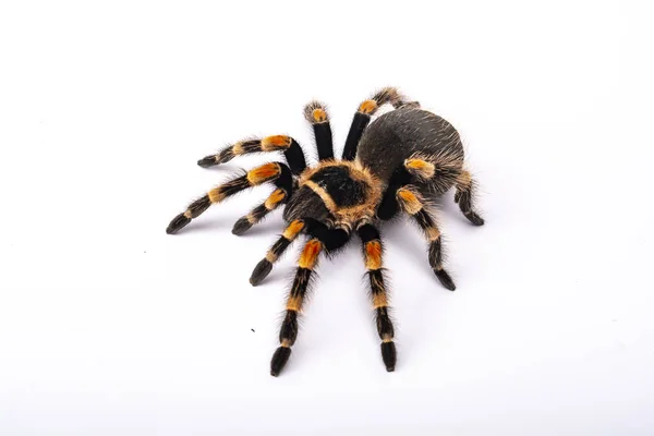 Spider Tarantula Brachipelma Smithi Белом Фоне — стоковое фото