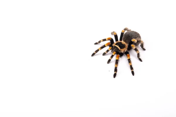 Spider Tarantula Brachipelma Smithi Sobre Fondo Blanco — Foto de Stock