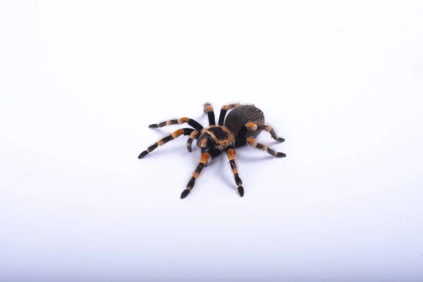 Tarántula Araña Grande Fondo Blanco Brachypelma Smithi — Foto de Stock