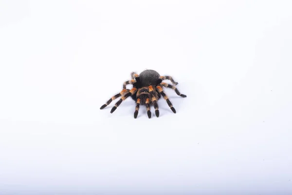 Μεγάλη Ταραντούλα Αράχνη Λευκό Φόντο — Φωτογραφία Αρχείου