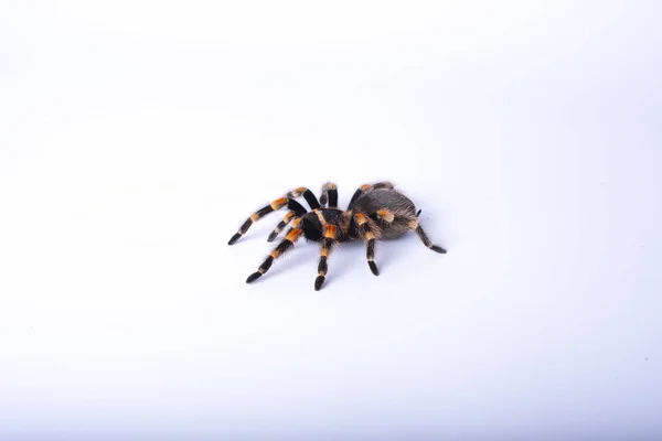 Grote Spin Tarantula Witte Achtergrond Brachypelma Smithi — Stockfoto