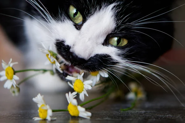かわいい猫フィールド鎮静の花を食べる — ストック写真