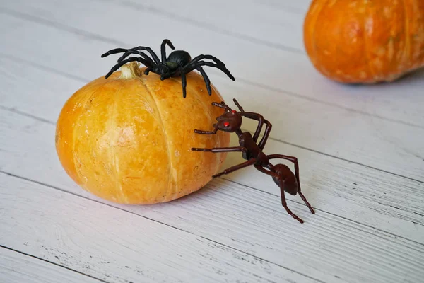 Pumpkin Halloween Strange Insects Toy Ant Spider Climb Small Pumpkin — Stock Photo, Image