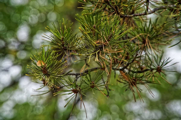 Гілка Хвойного Дерева Голкою Осінньому Парку Чарівність Природи — стокове фото