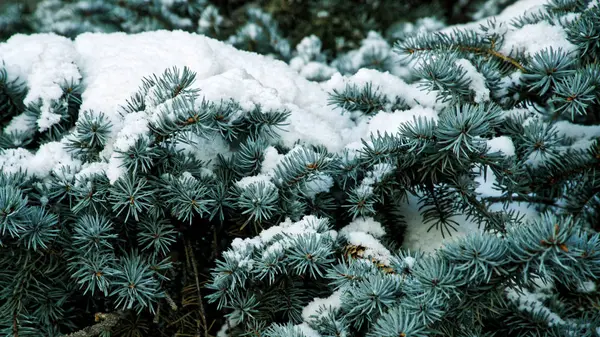 Rami Innevati Abete Rosso Blu Nella Foresta Invernale Cono Abete — Foto Stock