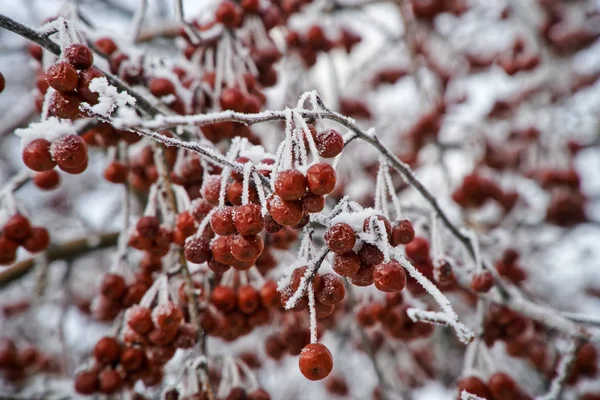 Snötäckta Klasar Vilda Äpplen Winter Park Vinter Natur — Stockfoto
