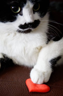 Şirin komik kedi arkadaş olmak sunuyor ve Sevgililer Günü'nde kutladı. Aşk ve ilişki. Dikey görüntü.                    