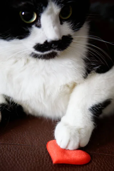 Cute Funny Cat Offers Friends Congratulates Valentine Day Love Relationship — Stock Photo, Image