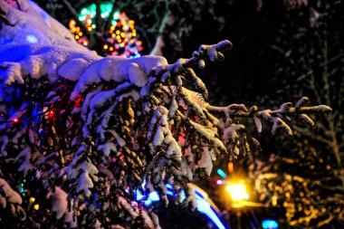 Karla kaplı Göknar ağaçlarının dalları Led ışıkları ile dekore edilmiştir. Winter Park. Kış doğa                            