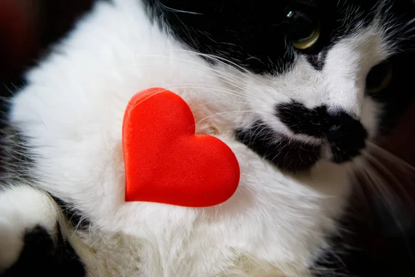 Cute funny cat holding a heart and congratulates on Valentines Day. Love and relationship.