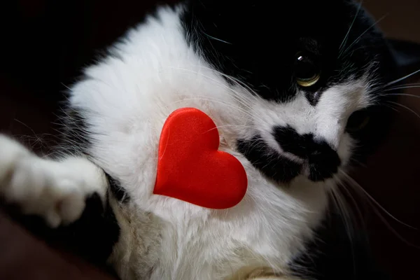 Gato Engraçado Segurando Coração Parabéns Pelo Dia Dos Namorados Amor — Fotografia de Stock