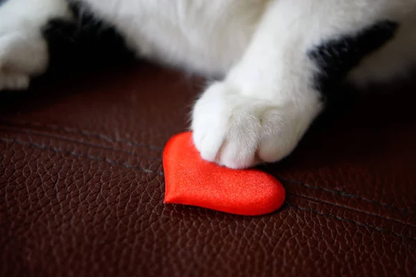 猫の手は 心を保持しています 聖バレンタインの日 バレンタインの日おめでとうございます 愛との関係 — ストック写真