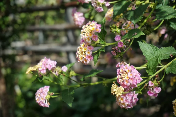 Lantana Verbenum Ailesinin Bir Çiçekli Bitkidir Bahar Çiçekleri — Stok fotoğraf