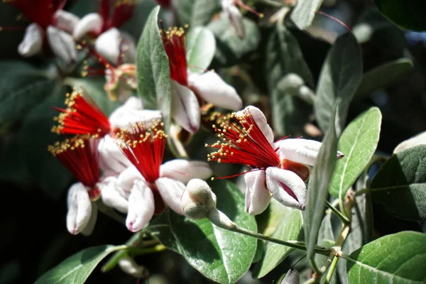 Çiçek Açan Feijoa Sera Içinde Çiçekler Astropikal — Stok fotoğraf